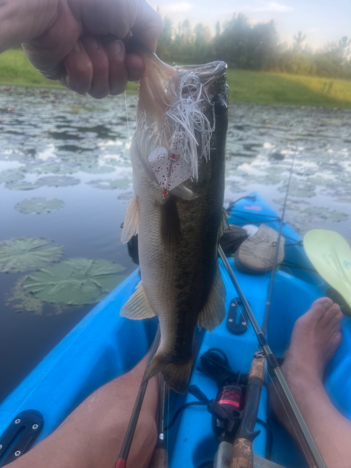 unknown length Largemouth Bass
