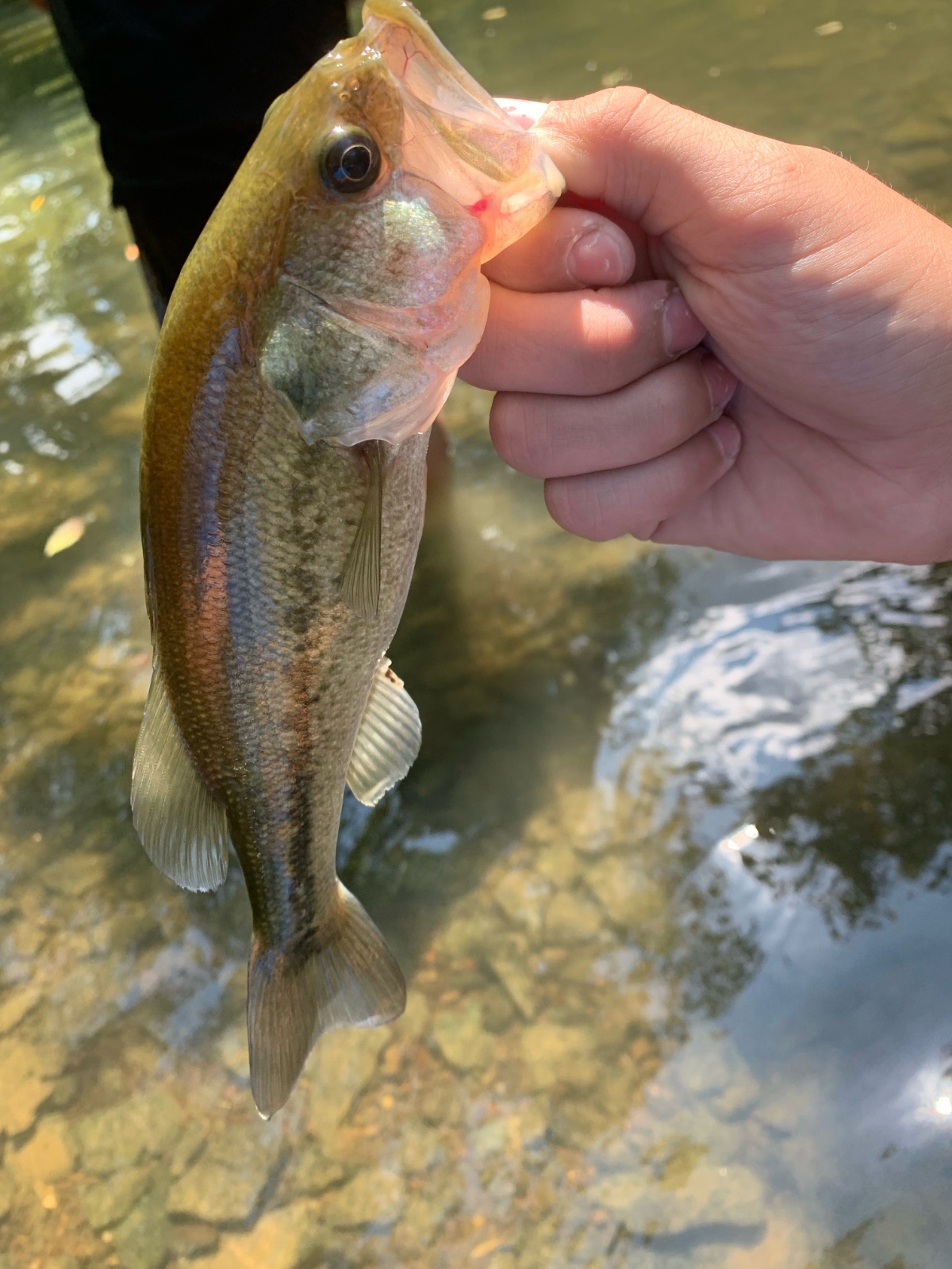 unknown length Largemouth Bass