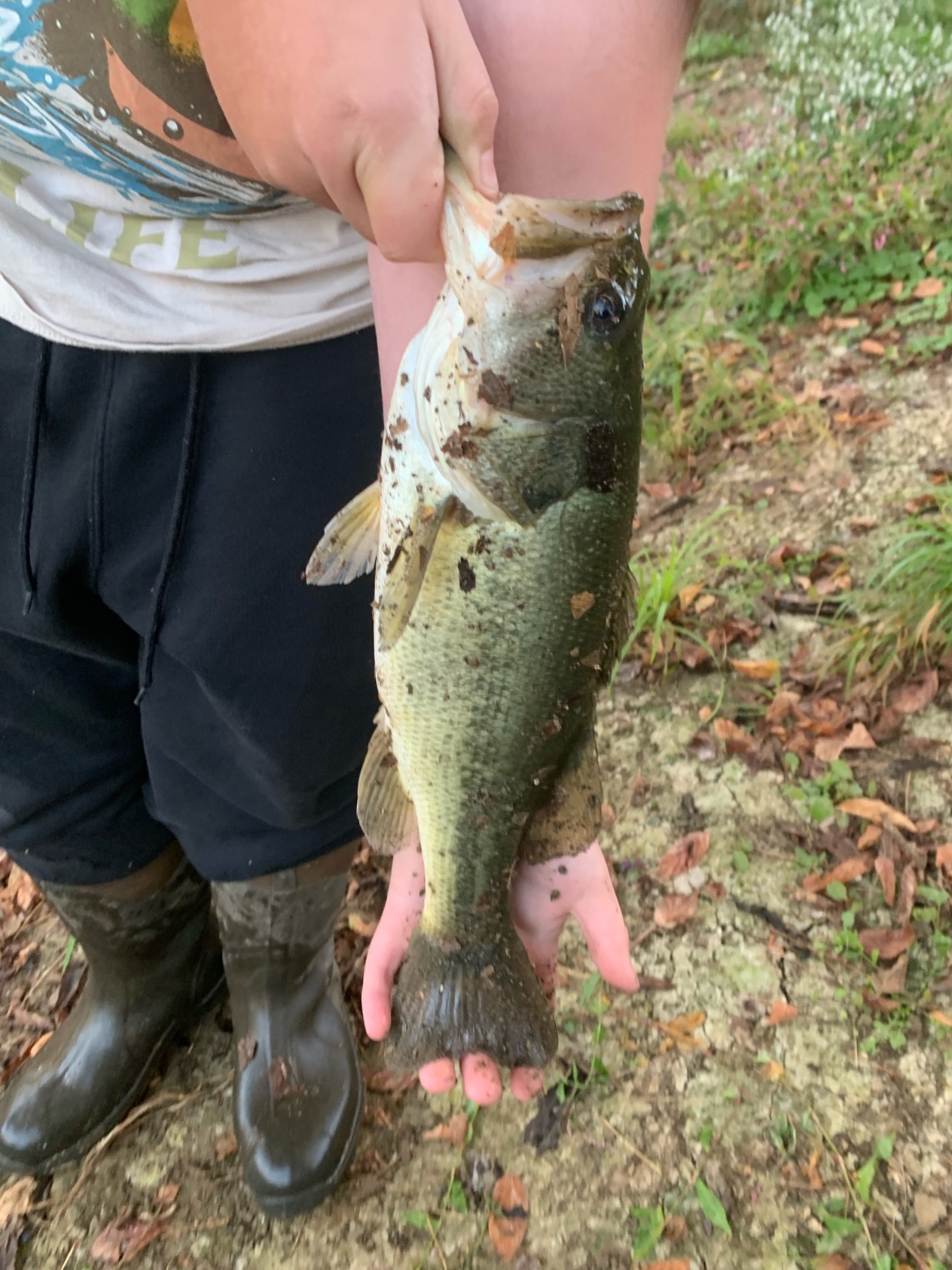 unknown length Largemouth Bass