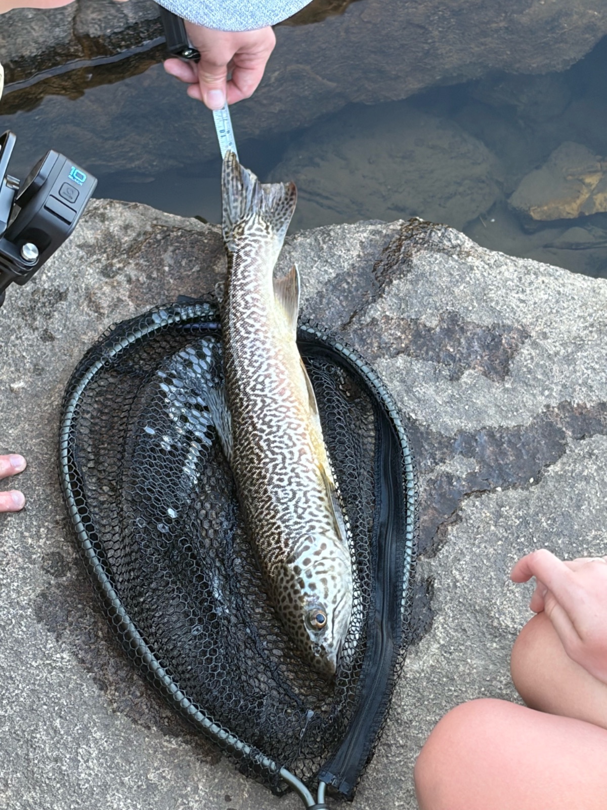 17.5" Tiger Trout