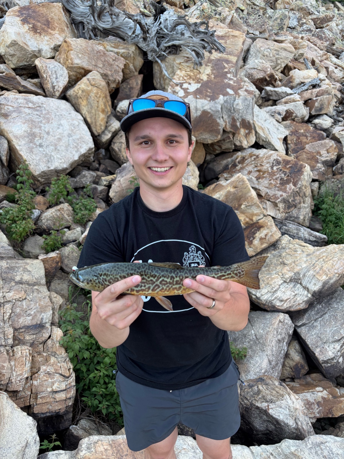 16.0" Tiger Trout