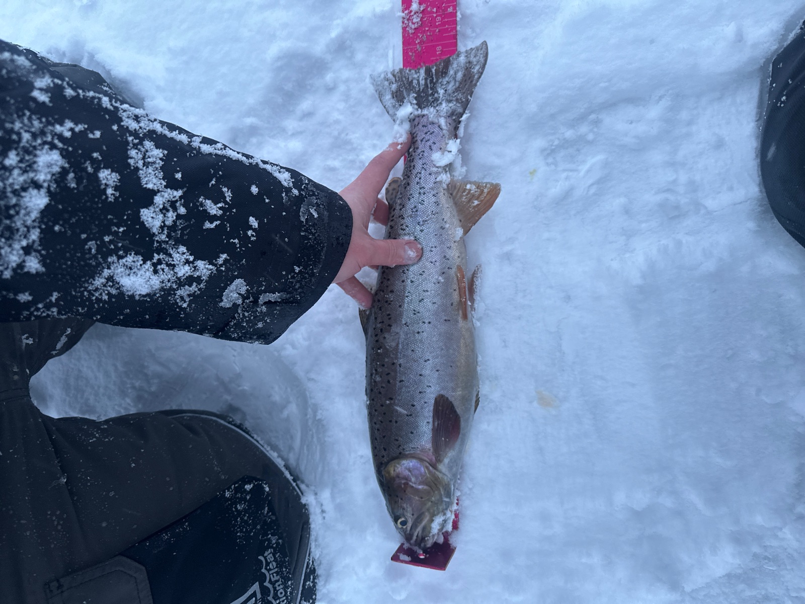 17.5" Cutthroat Trout