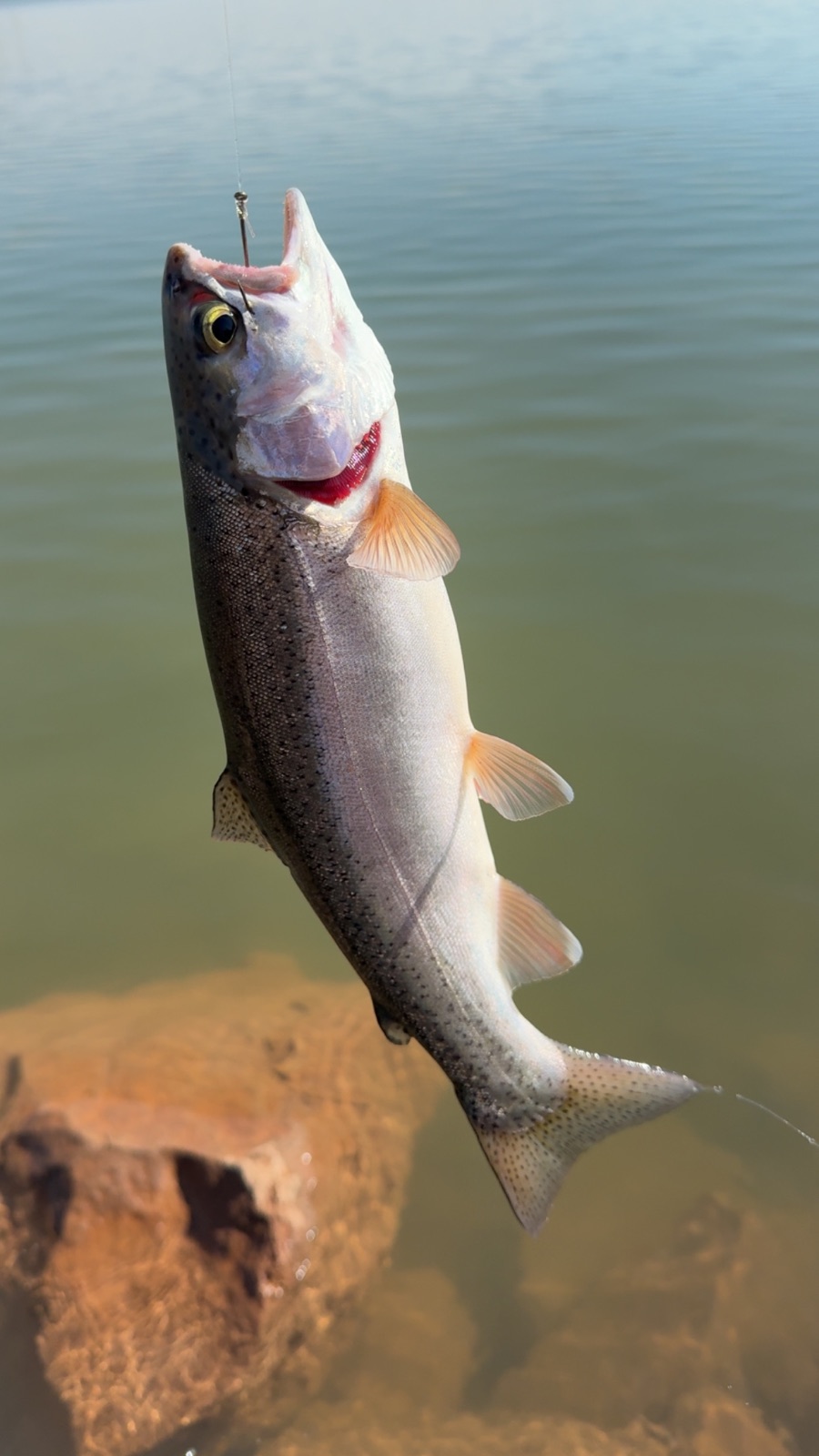 14.8" Rainbow Trout