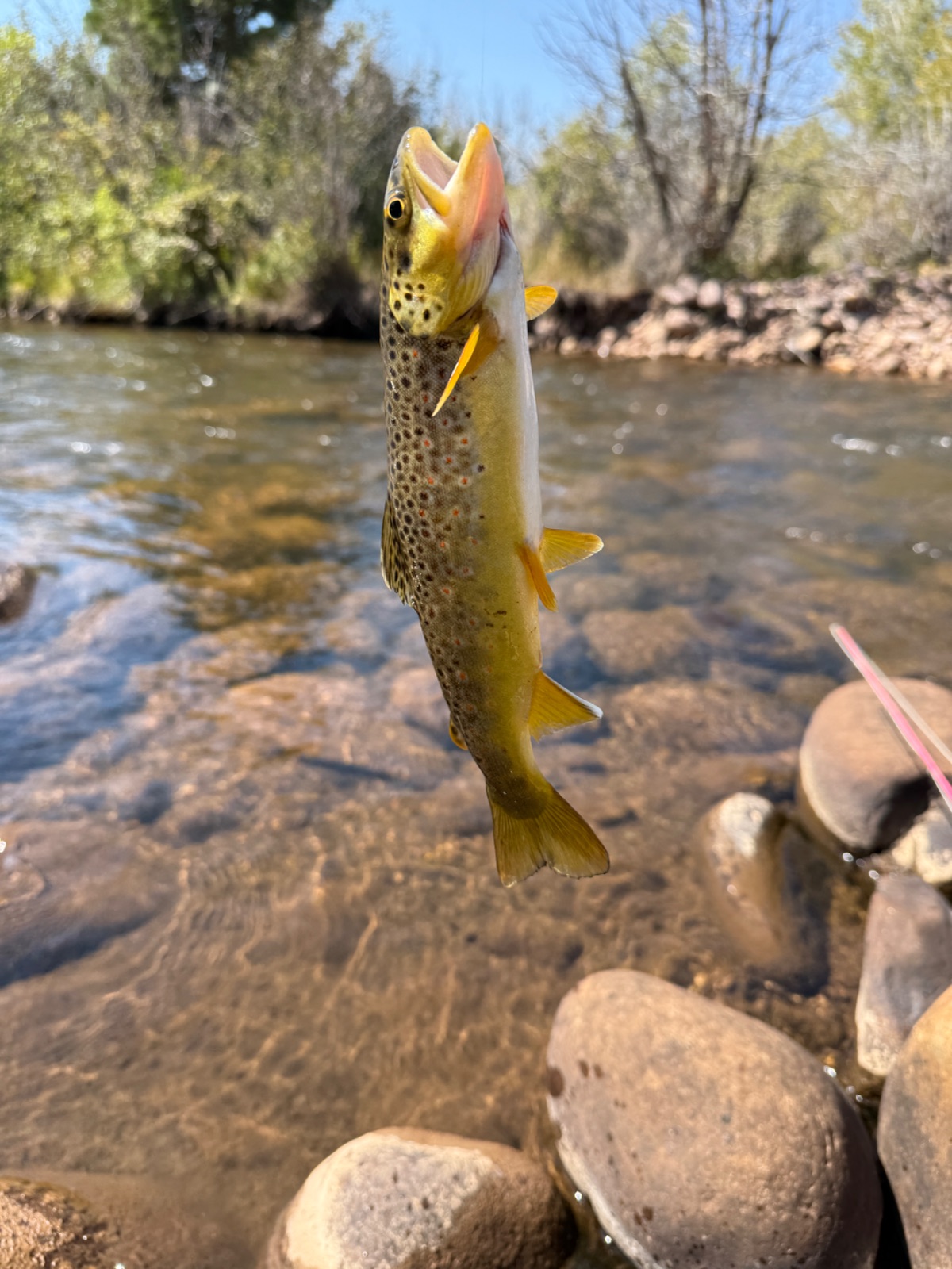 10.0" Brown Trout