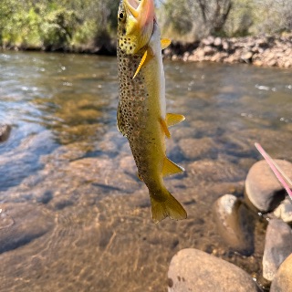 Fish photo