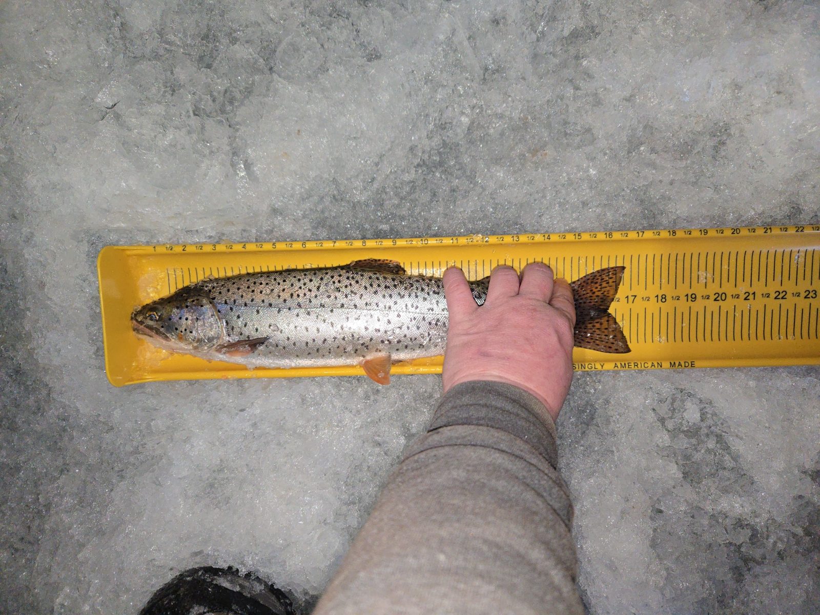 17.0" Cutthroat Trout