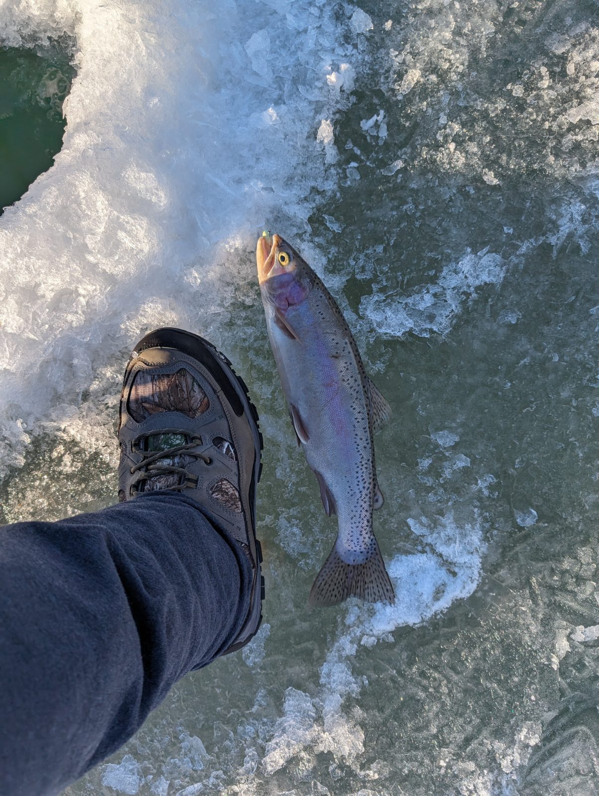 14.5" Rainbow Trout