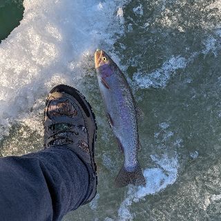 Fish photo