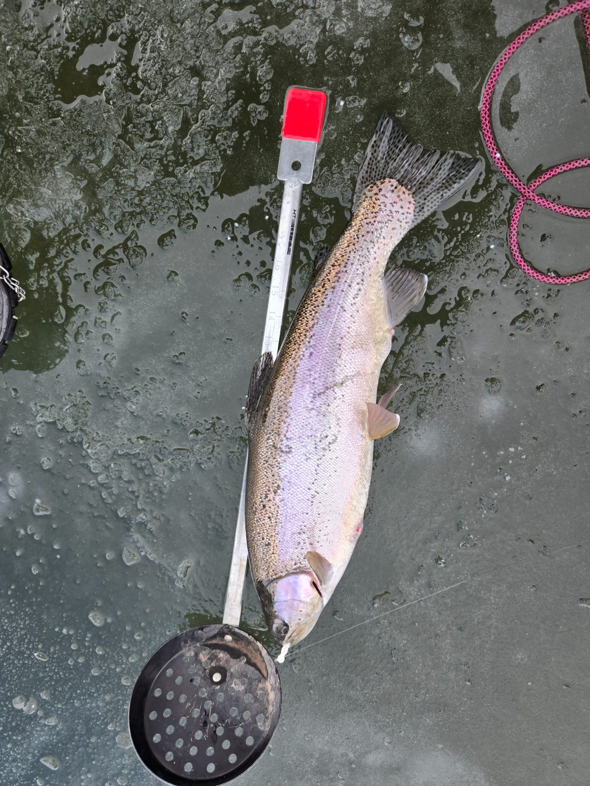 23.0" Rainbow Trout
