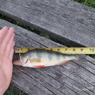 Yellow Perch catch photo