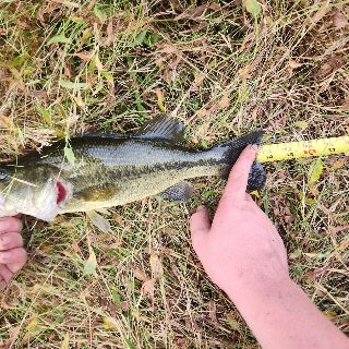 Fish photo