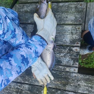 Fish photo
