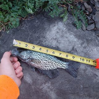 Black Crappie catch photo