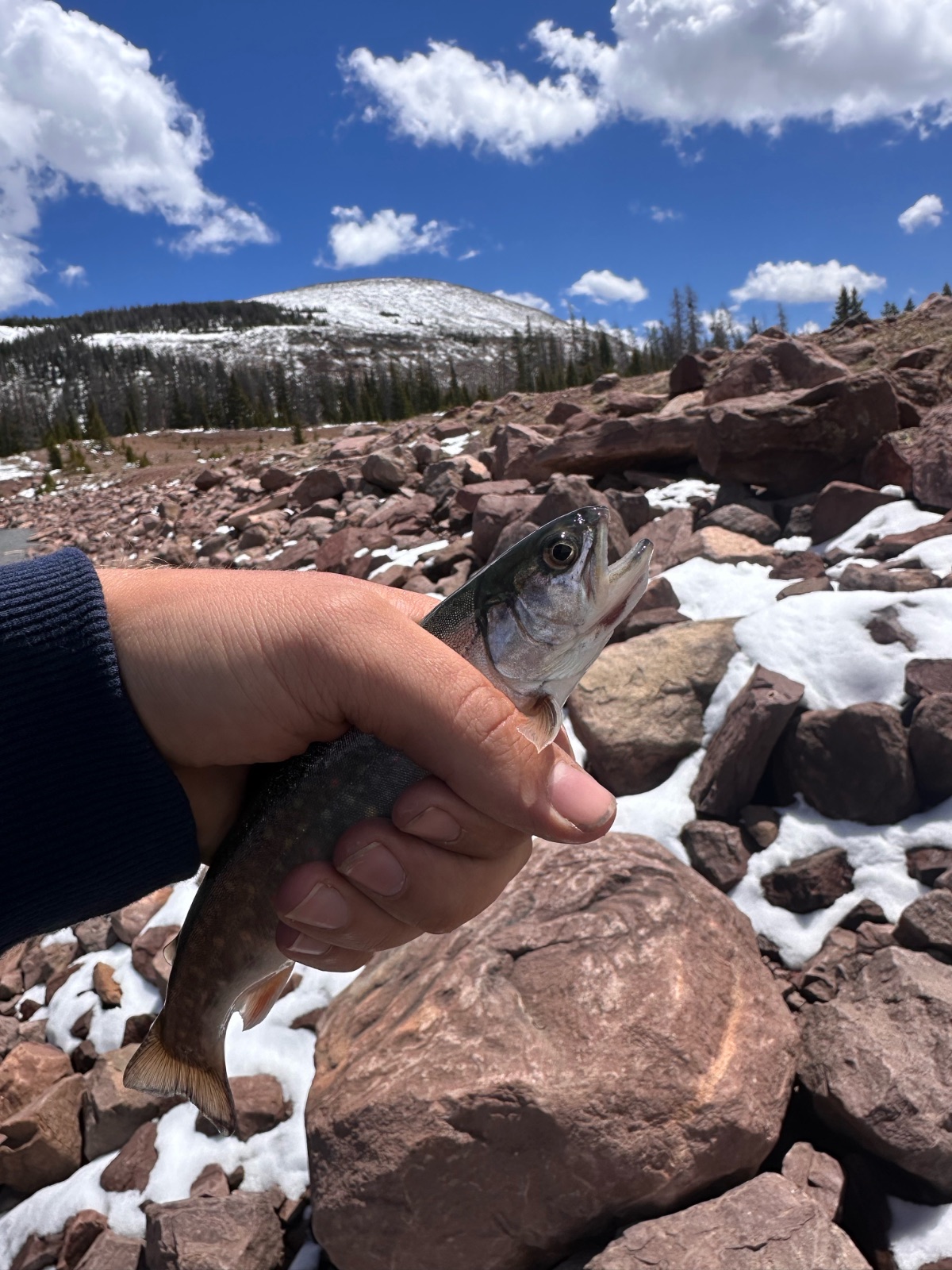 6.0" Brook Trout