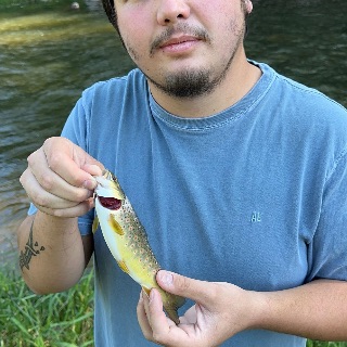 Fish photo
