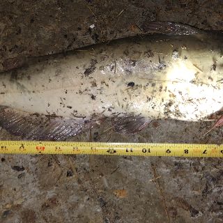 Measurement photo
