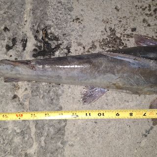 Measurement photo