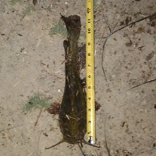 Measurement photo