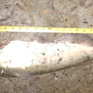 Channel Catfish catch photo