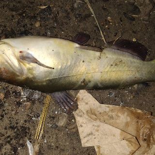 Blue Catfish catch photo