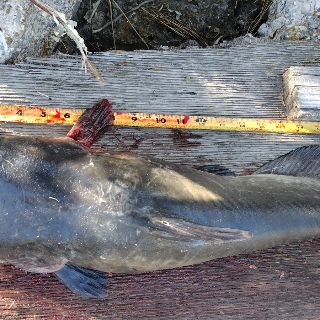 Channel Catfish catch photo