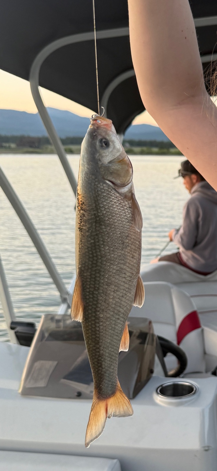 10.5" Mountain Whitefish