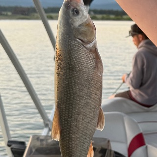 Fish photo