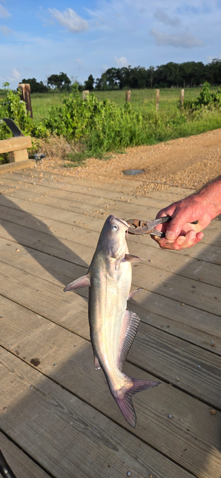 unknown length Channel Catfish