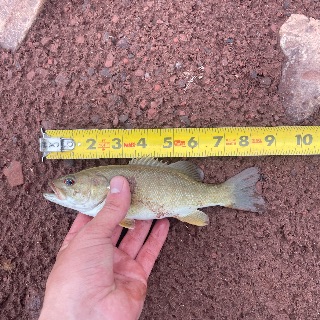Smallmouth Bass catch photo
