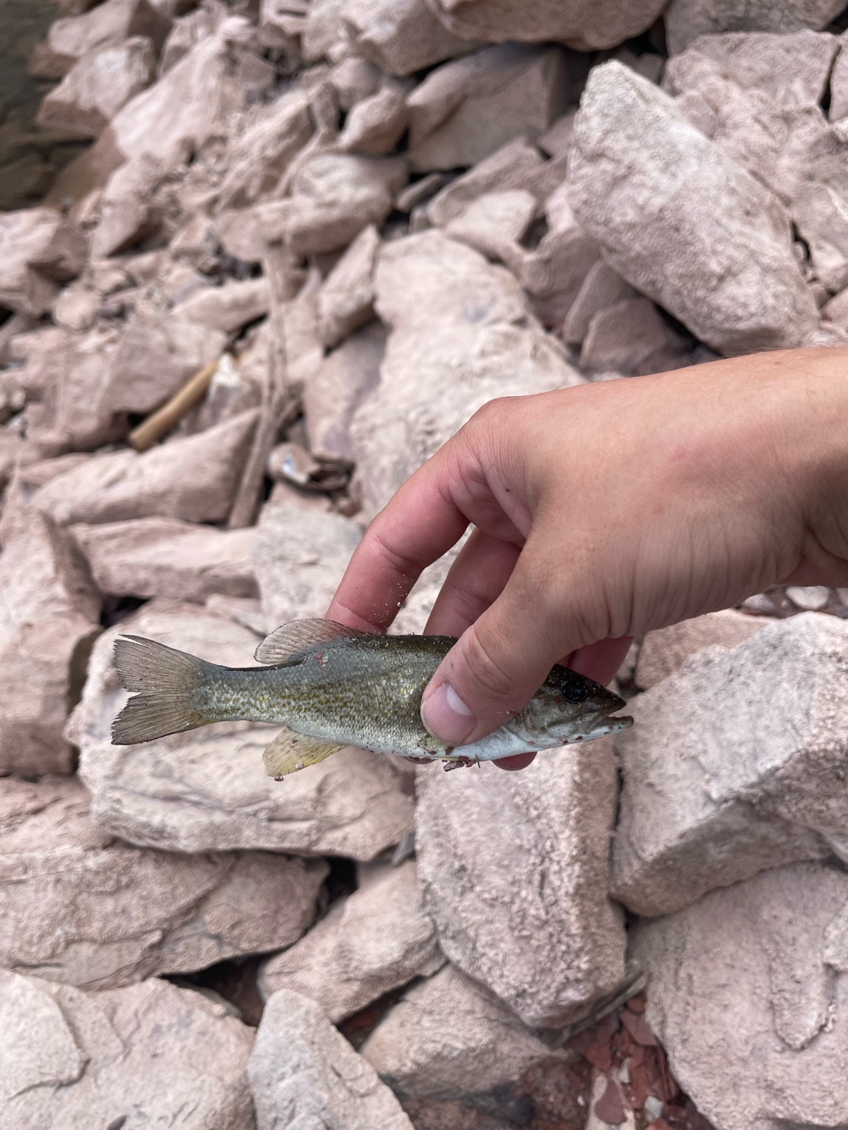 4.0" Smallmouth Bass
