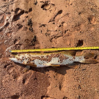 Measurement photo